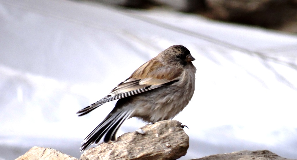 Brandt's Mountain Finch is one of the birds of Ladakh. Can be spotted in Tsokar, Puga, nomads camps, Tsomorir, Taklangla, Changla, Khardongla, Hanle, etc.