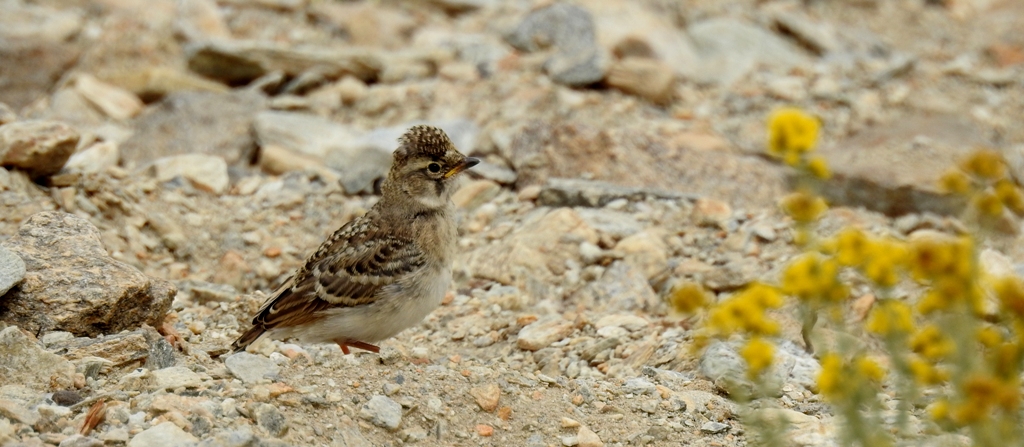 Oriental Skylark can be photographed at Tsokar, Hanle, Tsomorir, Puga, Changla, Taklangla, Polokongka la, etc. Birding in Ladakh with ancient tracks. 