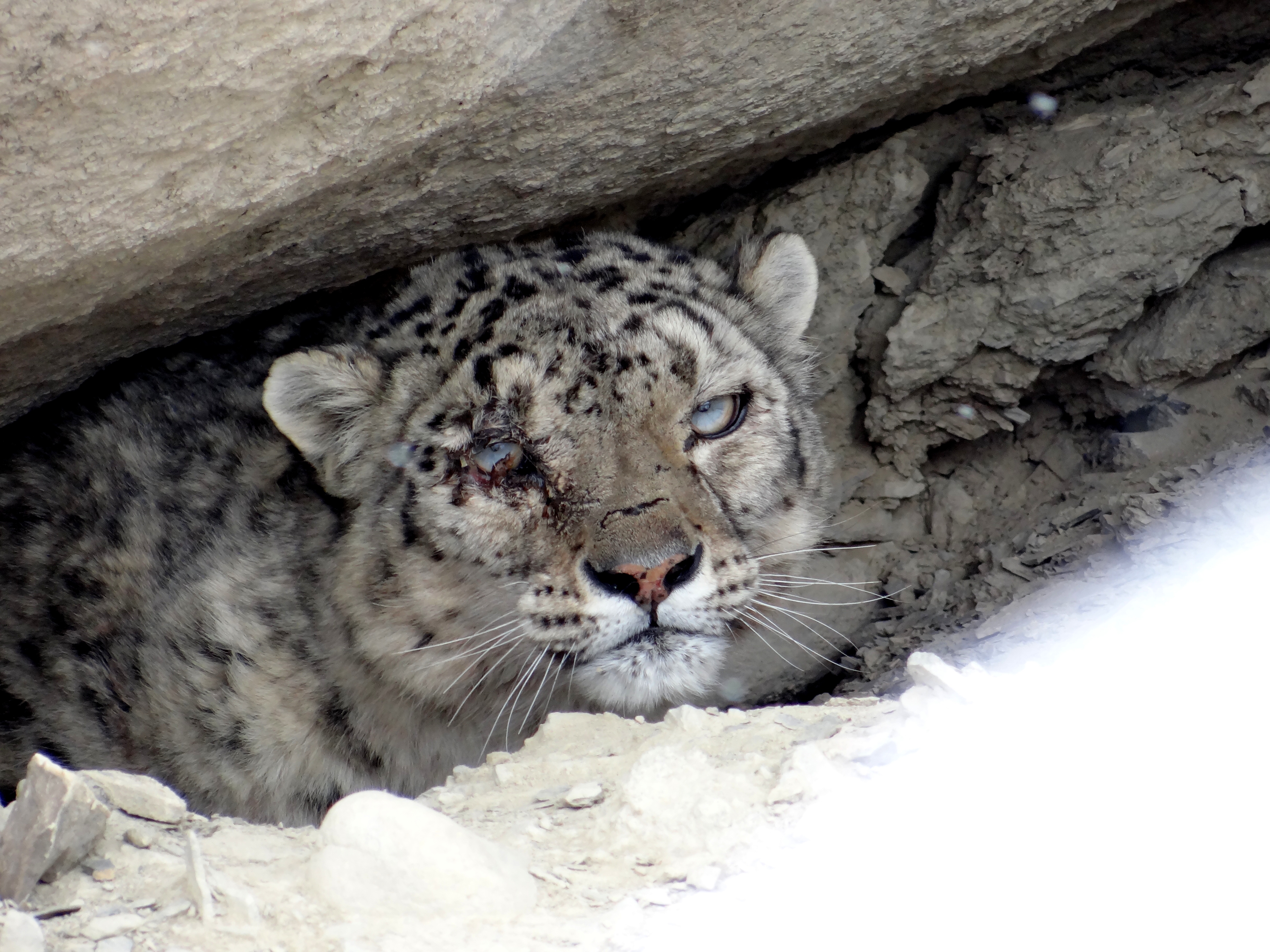 Snow Leopard Tour to Ladakh with Spituk Festival
