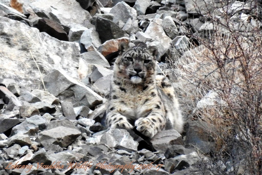 Snow Leopard Tour to Ladakh with Spituk Festival