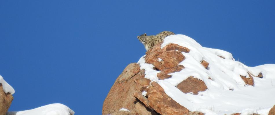 Snow Leopard watching Tours to Ladakh, Snow Lepord in Ladakh