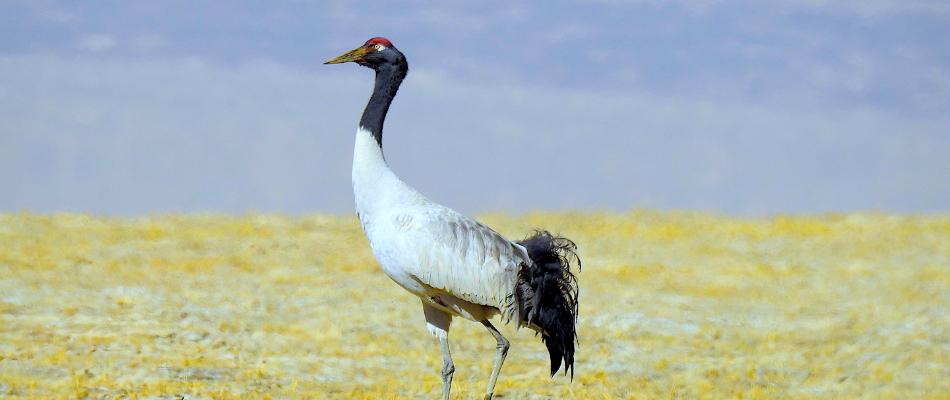 wildlife-tours-to-ladakh