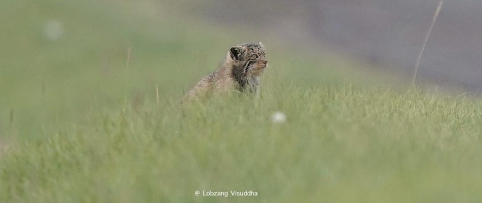 Pallas's Cat in Hanle, Ladakh Wildlife Tour