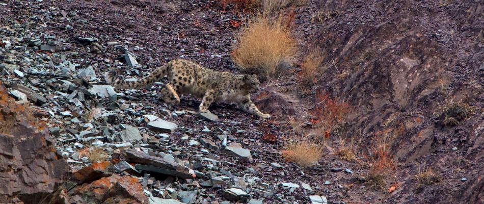 ladakh photography tour 