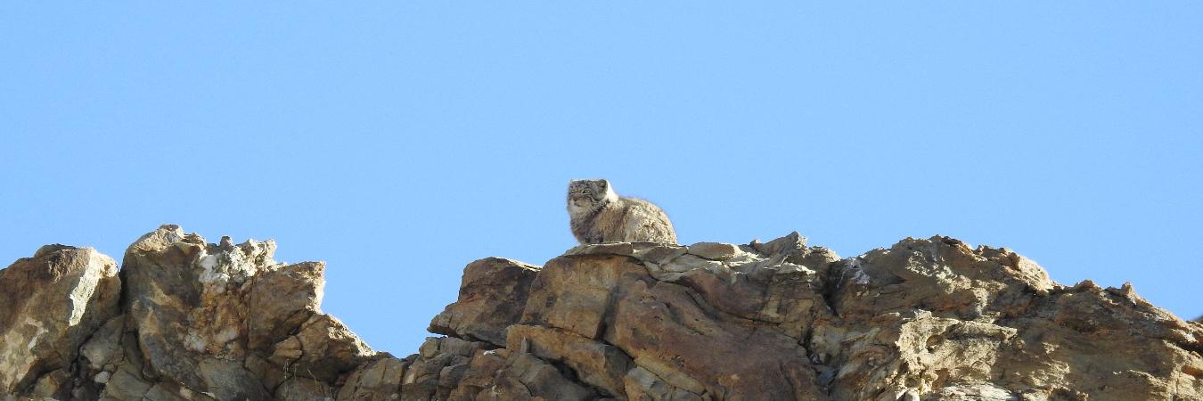 Wildlife Tours to Ladakh with Ancient Tracks